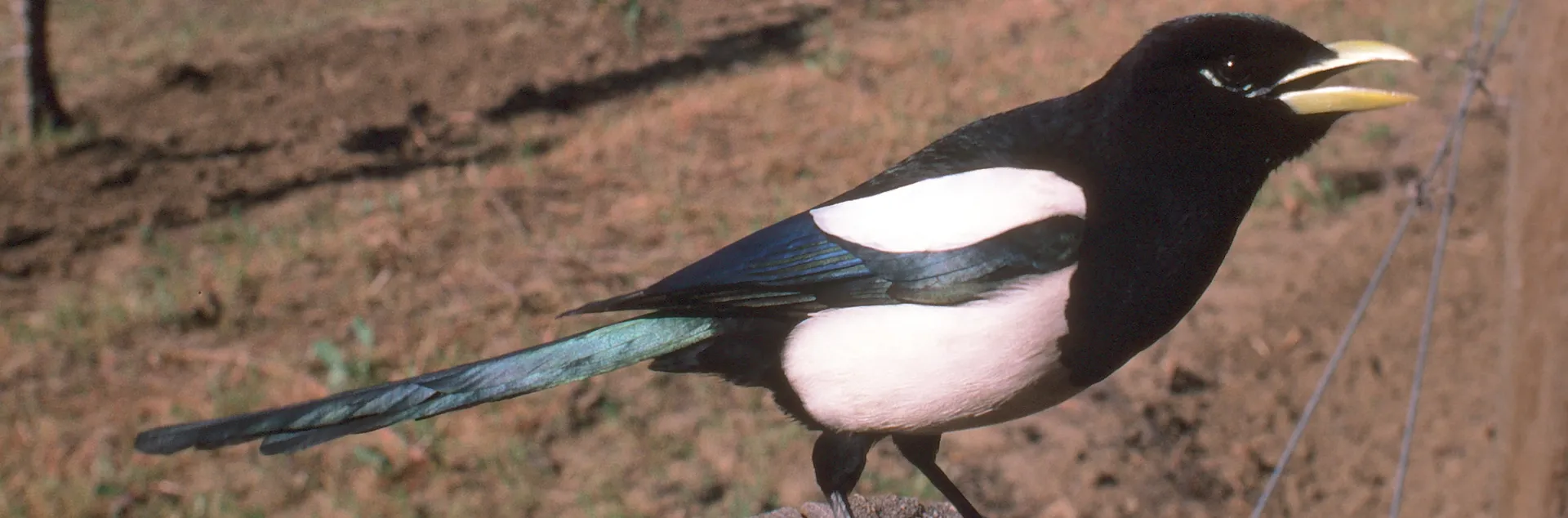 Yellow-billed Magpie. UC IPM Program