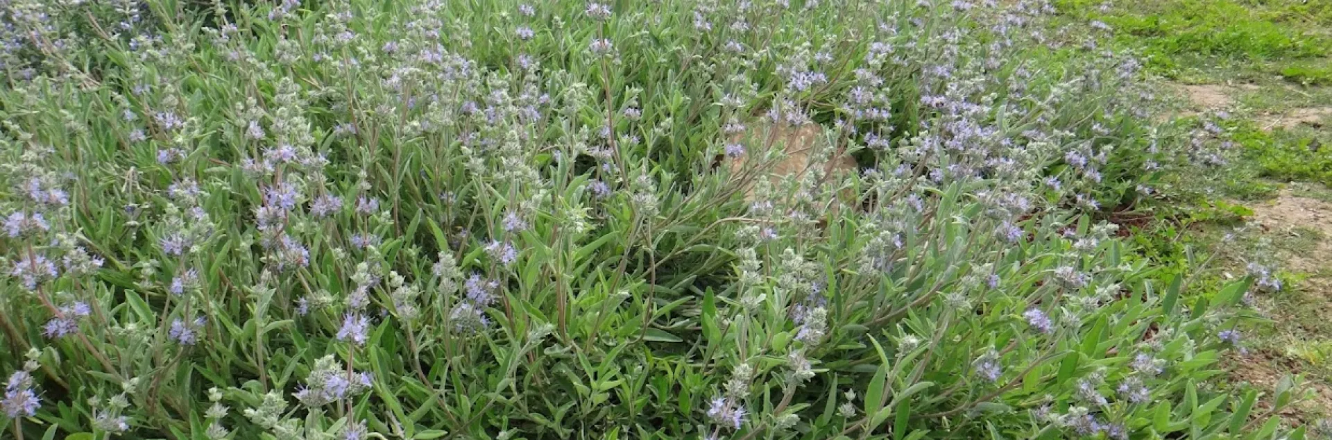 Bee's Bliss salvia is a good alternative to invasive ground covers like vinca major. Brent McGhie