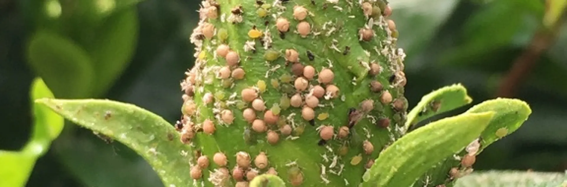aphids live and mummified on gardenia bud with parasitoid wasp
