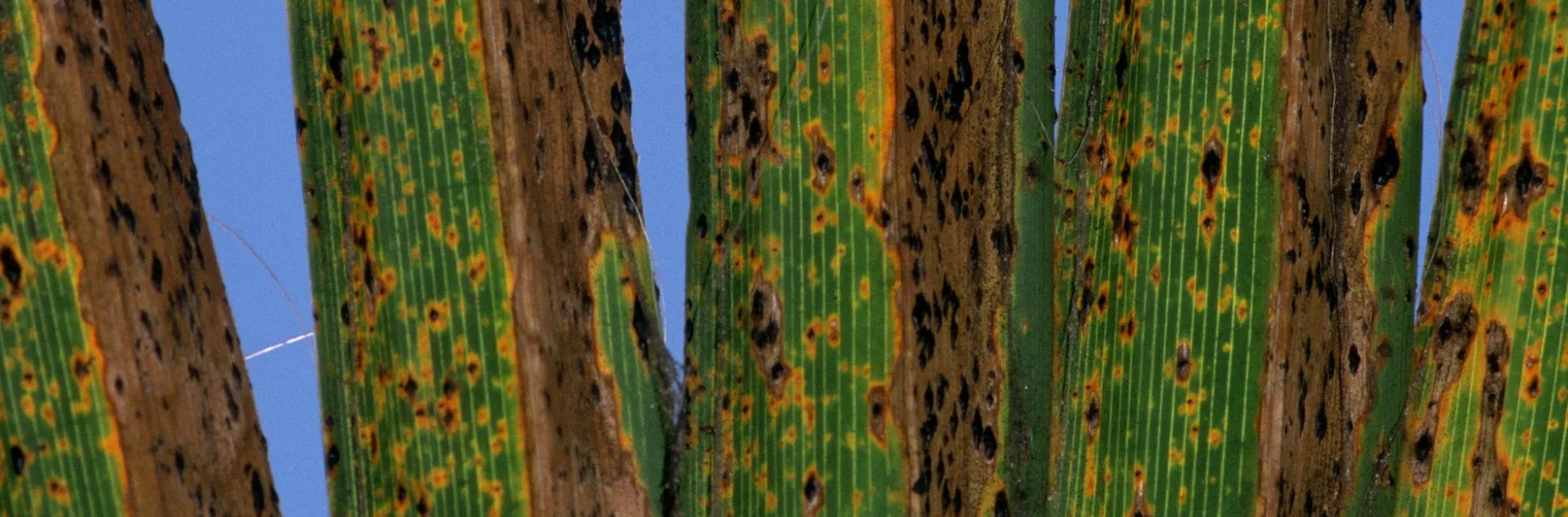 Necrotic, chlorotic California fan palm frond pinnae infected with diamond scale.