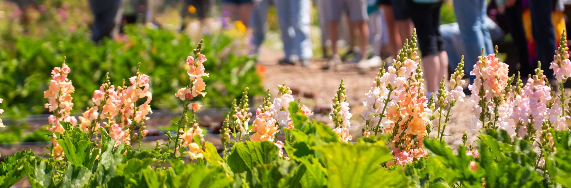 Flowers with people in the background.