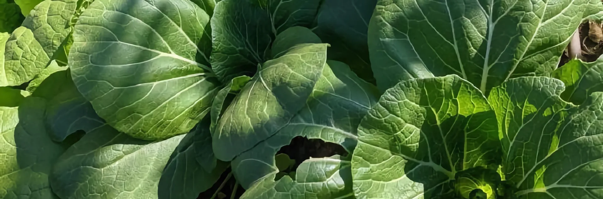 Asian leafy greens, including bok choy, growing in a sunlit outdoor garden.