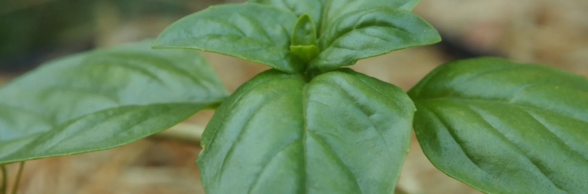 Basil seedling