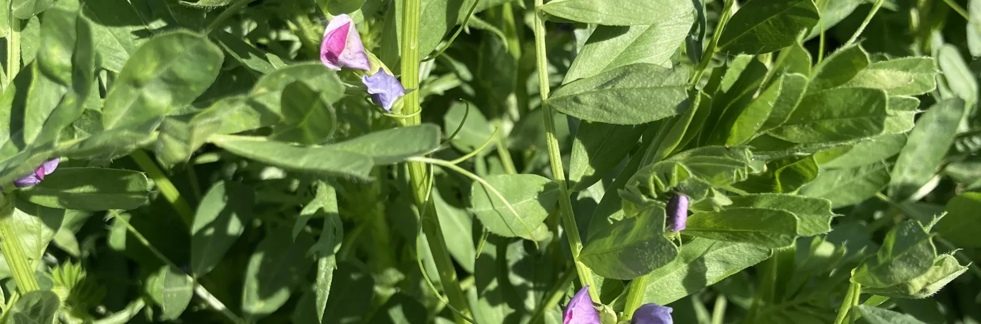 Photo of common vetch
