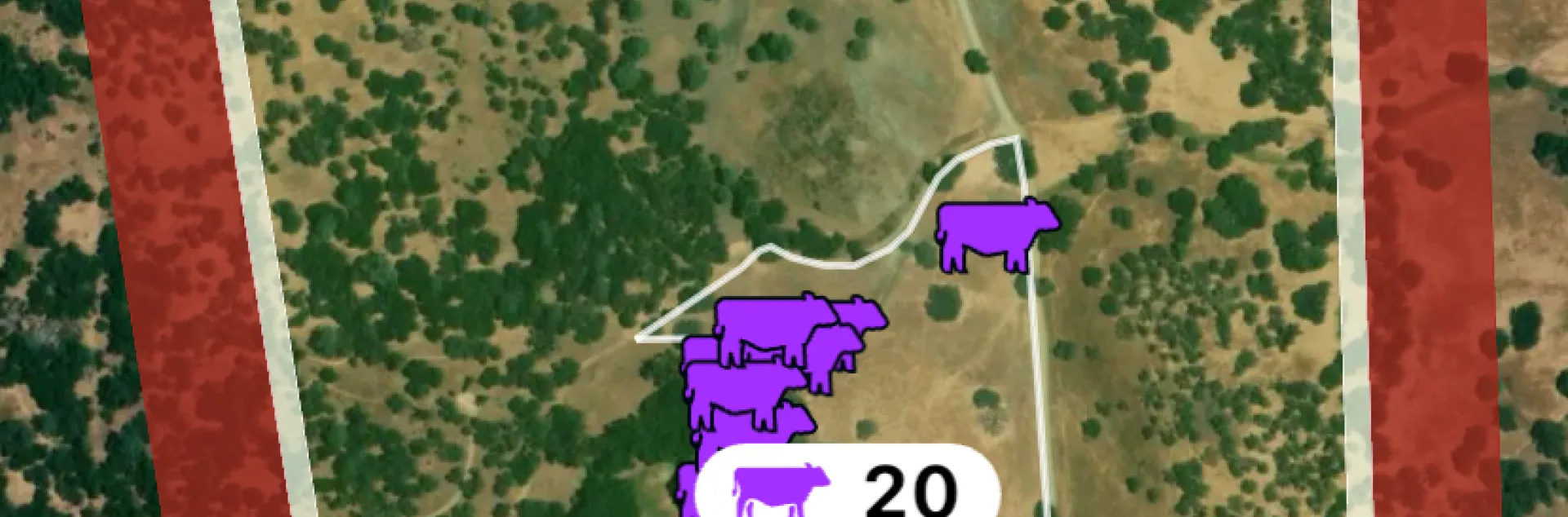 screenshot of virtual fencing app indicates location of steers in the site demonstration within designated boundaries