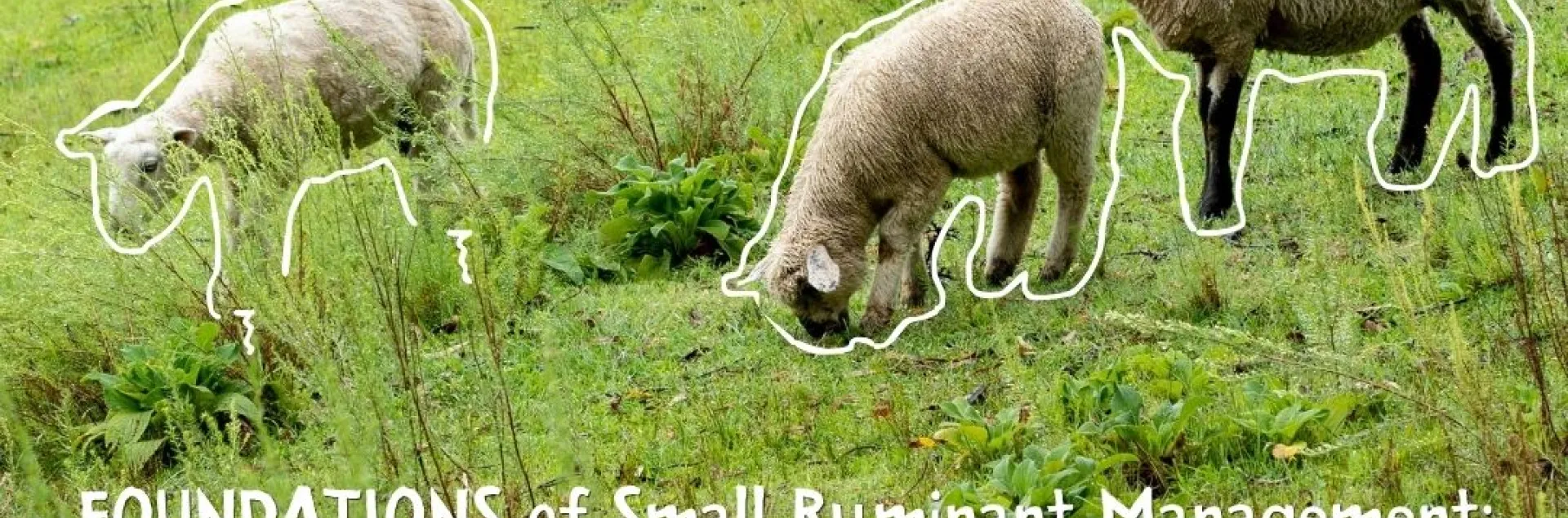 A flyer for an agricultural workshop featuring a background photo of three sheep—one larger with a black face and two smaller lambs—grazing in a lush green, hilly pasture with a wire fence in the distance. The sheep are highlighted with playful, hand-drawn white outlines. The text on the flyer reads: Top: Sierra Harvest AG SKILLS With UCCE & Restoration Land & Livestock Middle: FOUNDATIONS of Small Ruminant Management: A Hands-On Workshop for Sheep & Goat Owners Bottom Right: Thursday, May 28th, 5:00 – 