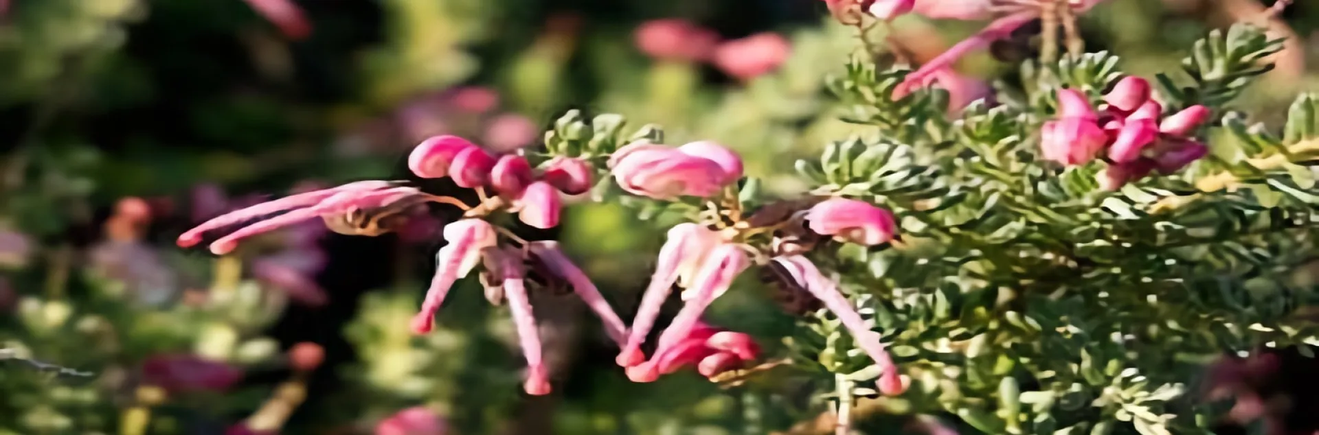 Grevillea Lanigera ‘Coastal Gem', Martha Carpenter.jpg