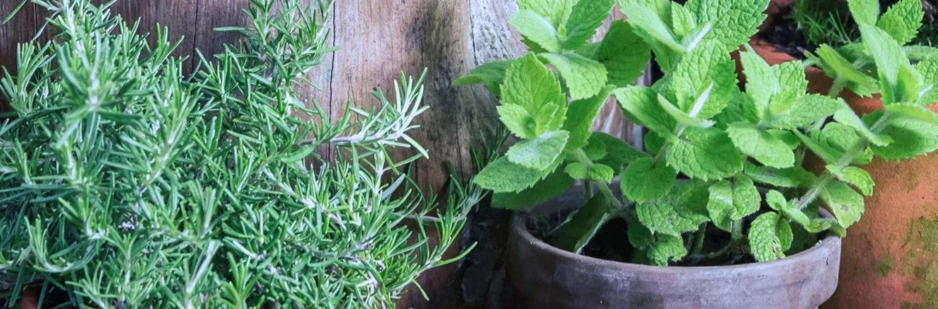 Herb Gardening