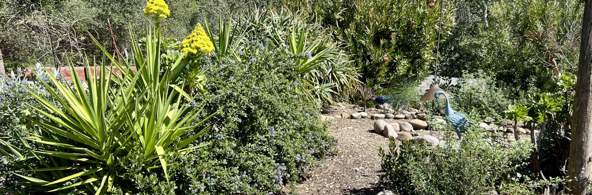 Coastal chaparral garden with succulents, protea and California native plants