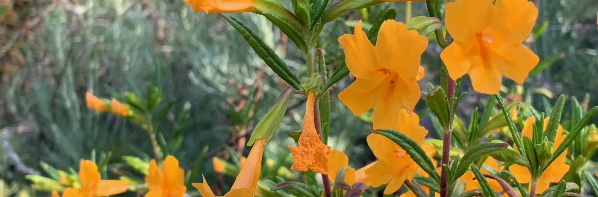 Bright orange monkey flowers in full bloom