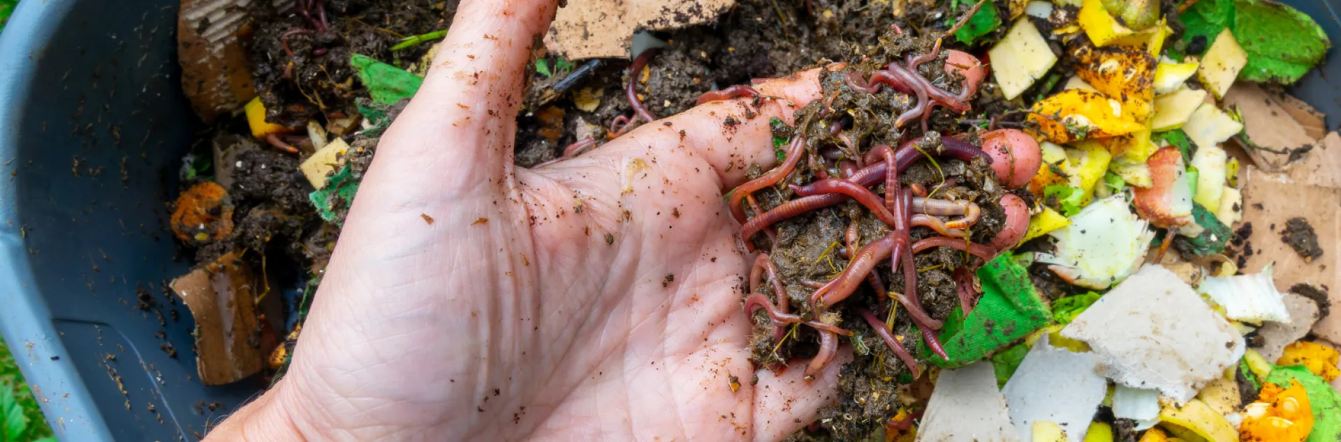 someone holding worms