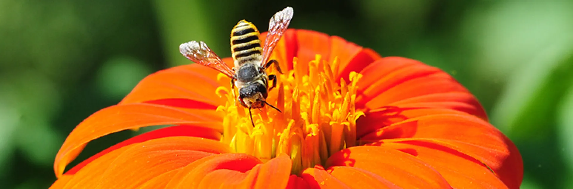 Megachile fidelis on Tithonia