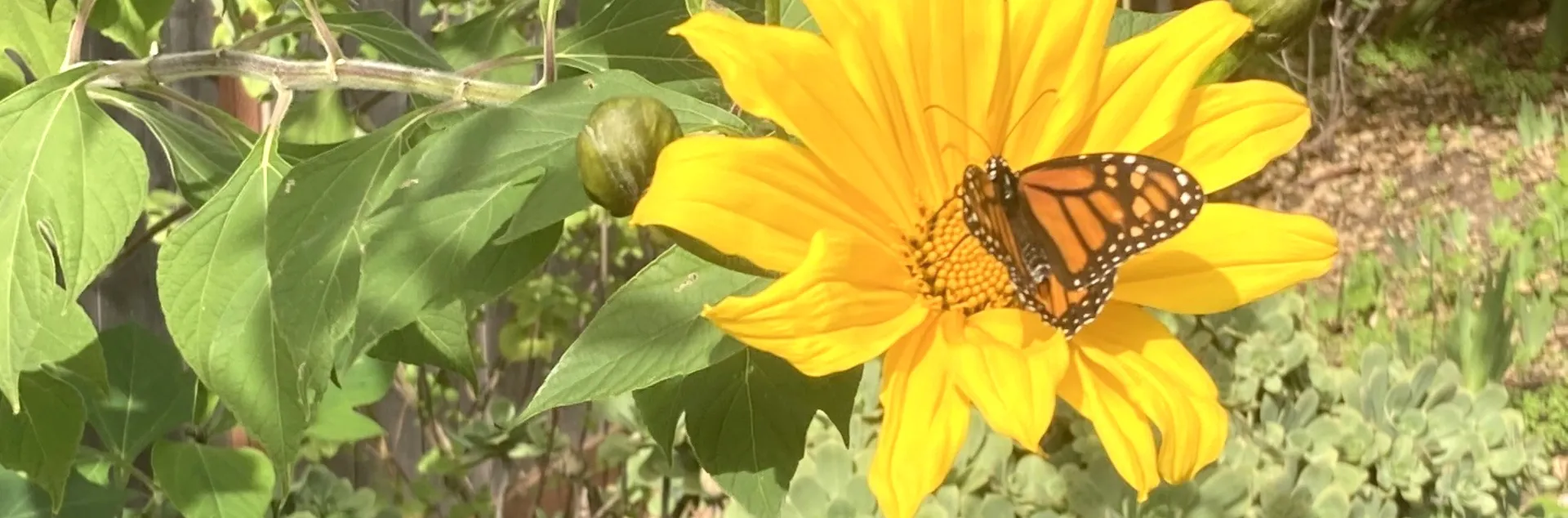 Monarch butterfly on a Tithonia diversifolia, Mexican sunflower