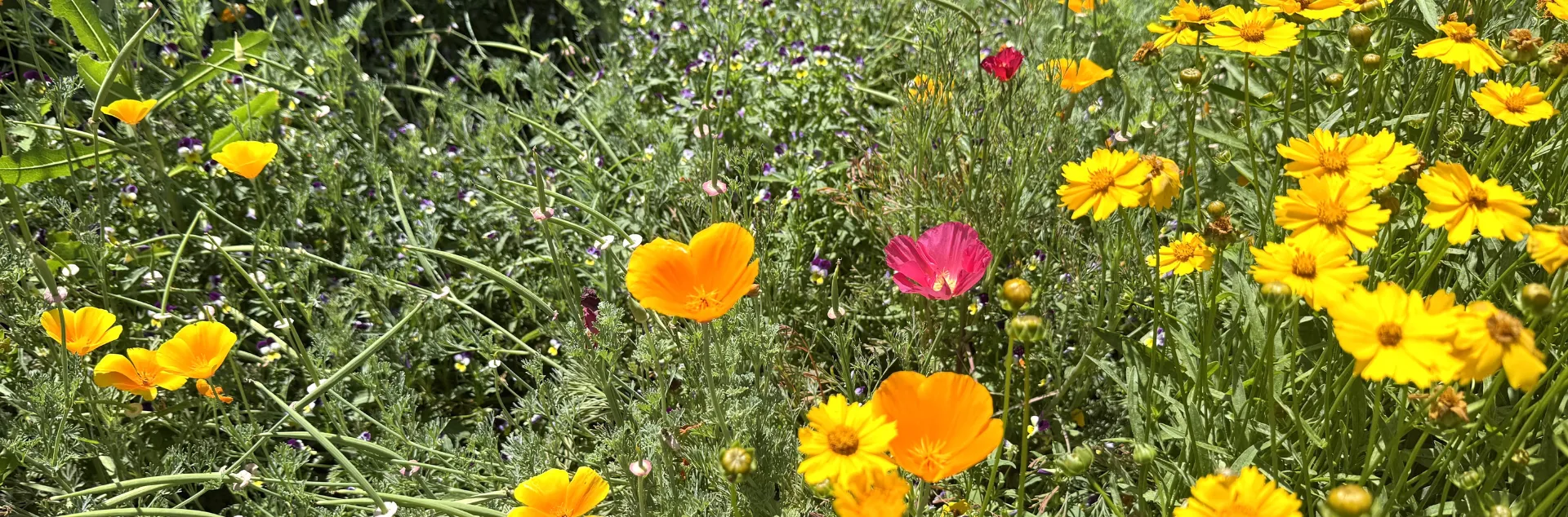 Yellow and pink flowers