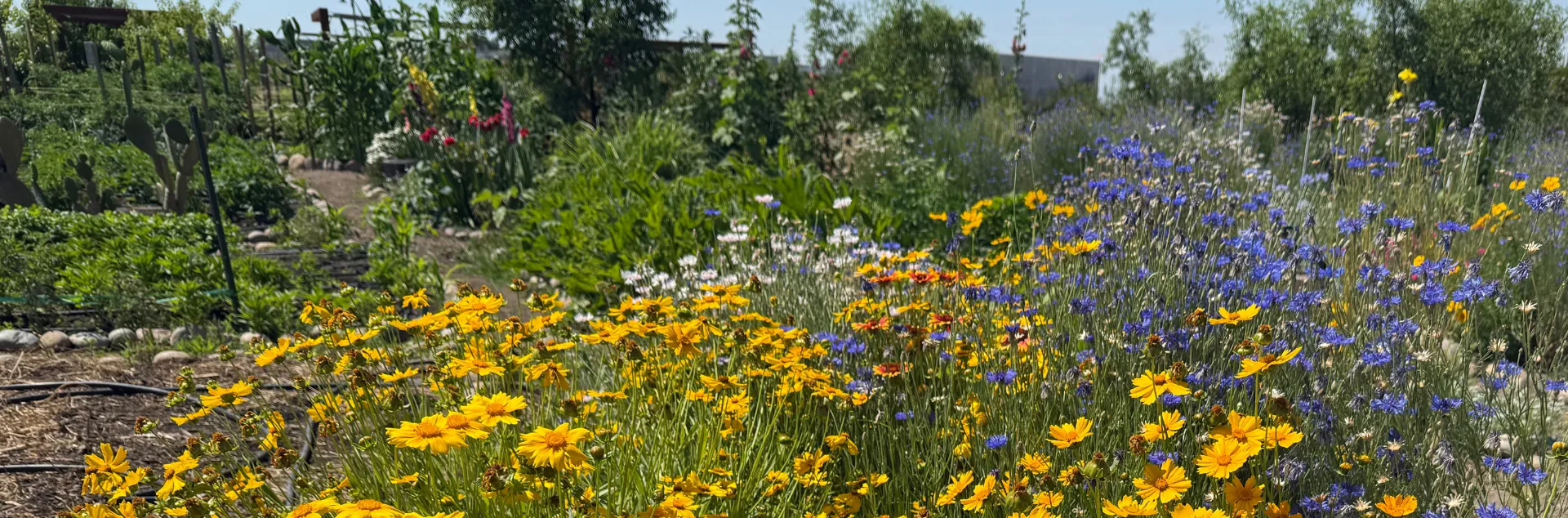 Colorful flowers in an area designed to attract pollinators