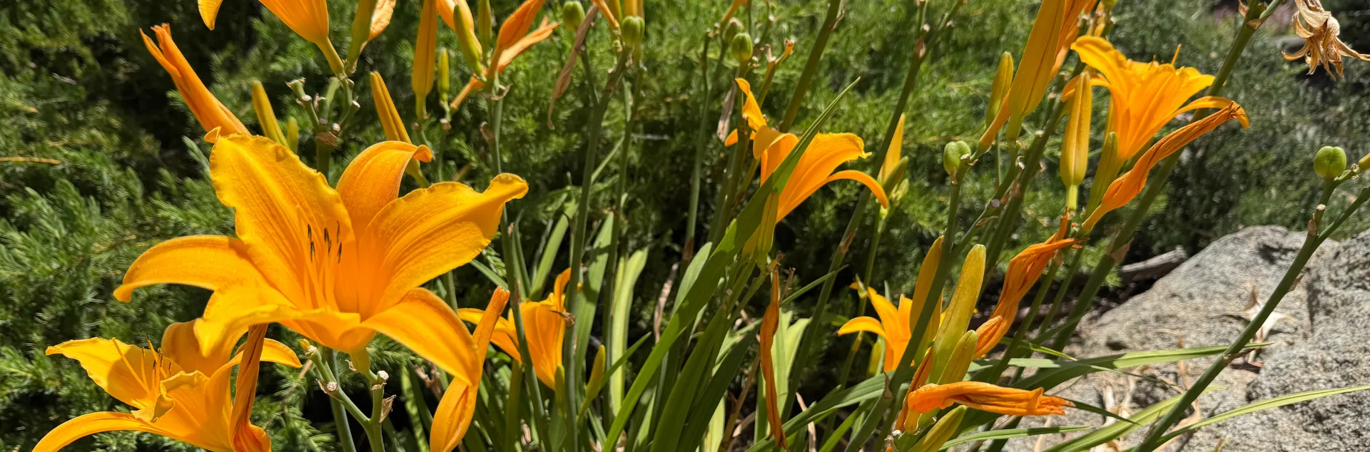 Yellow-orange lilies in a garden