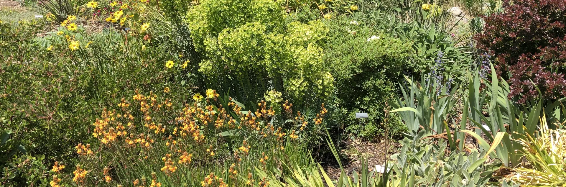 Waterwise garden plants showing a range of colors , with blooming and non-blooming examples.