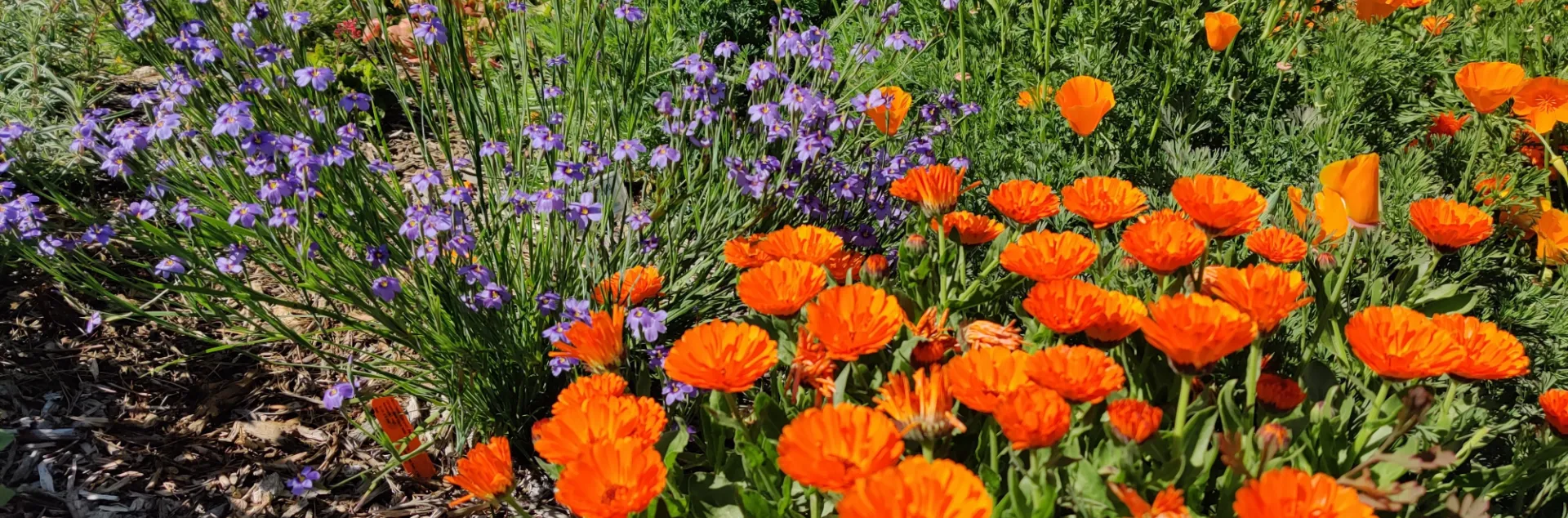 CA Poppies and other wildflowers