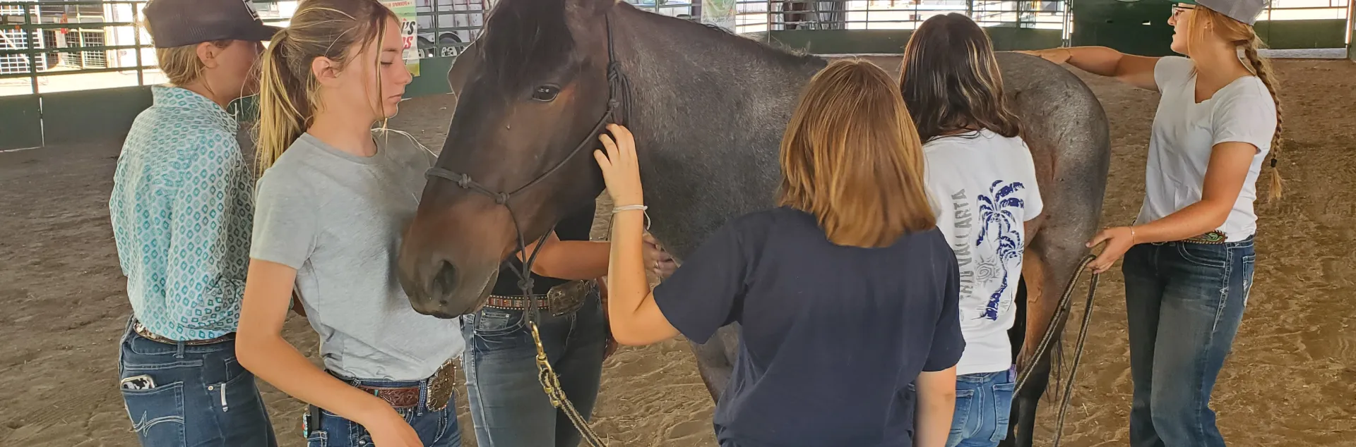 Youth interact with trained mustang