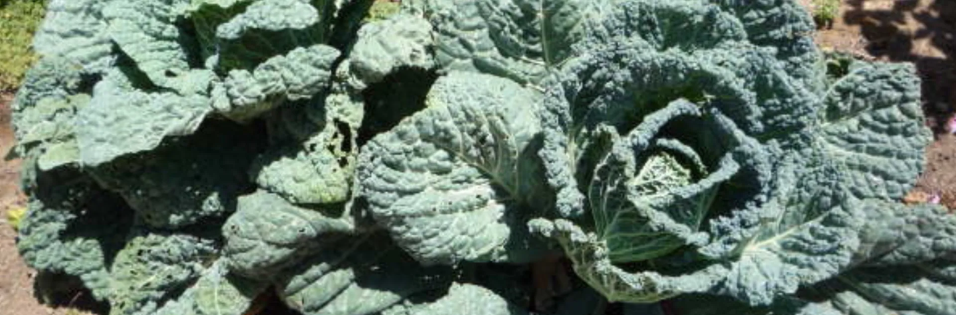Savoy cabbage