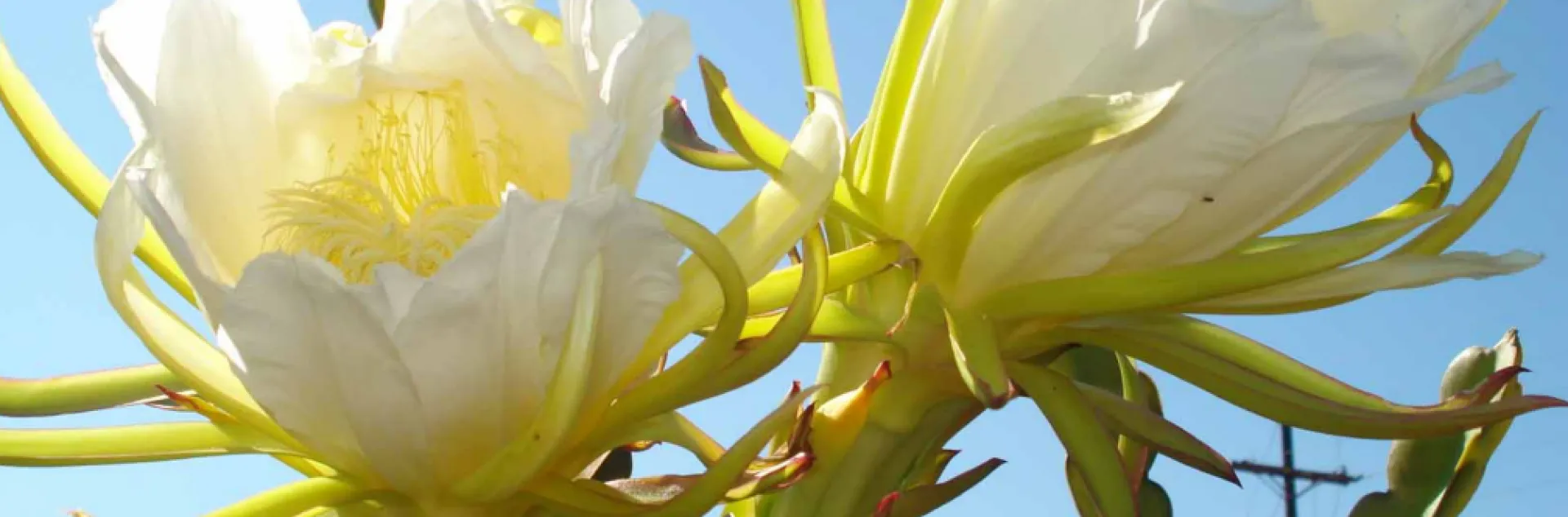 Pitahaya Flowers in the sunlight