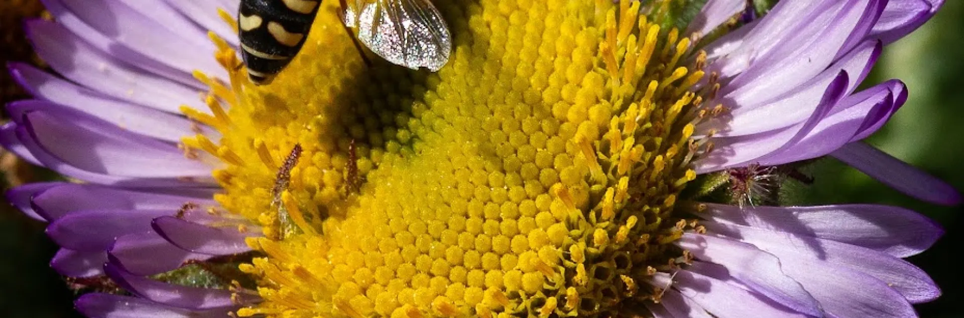 close up of seaside daisy blossom with syrphid fly