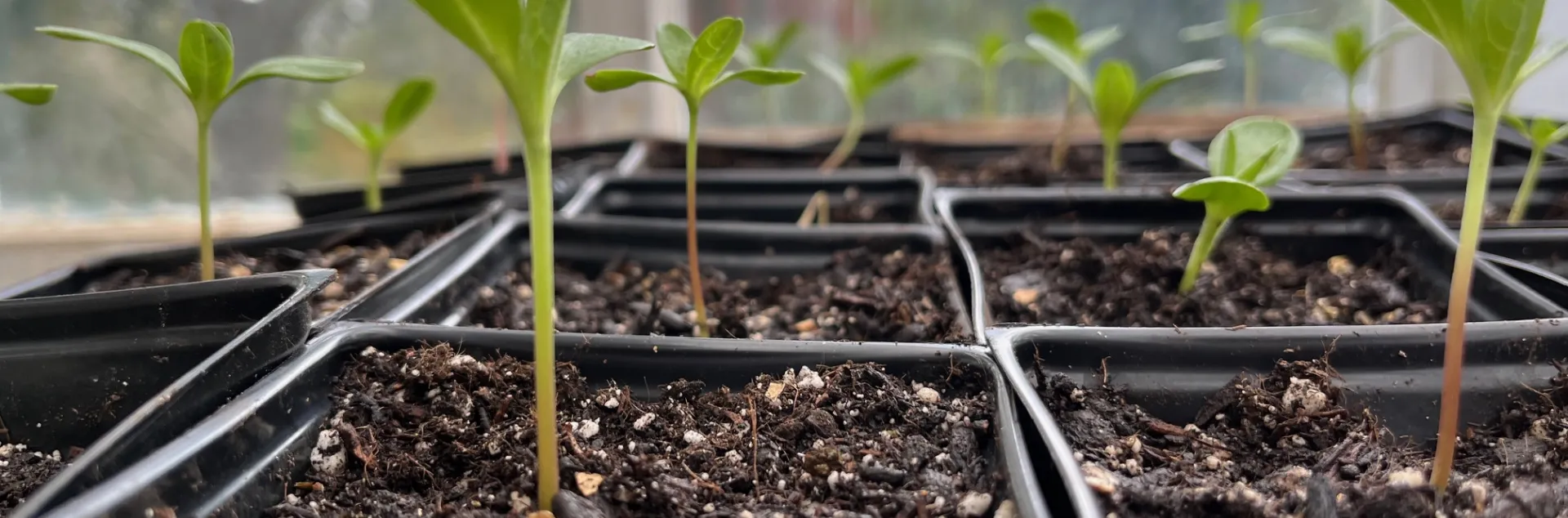 Plant seedlings