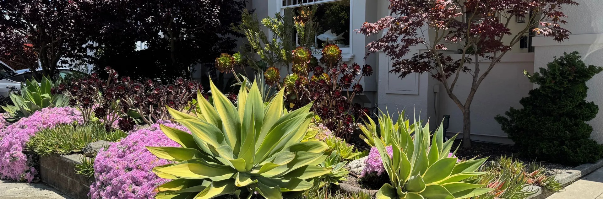 Landscape with succulents