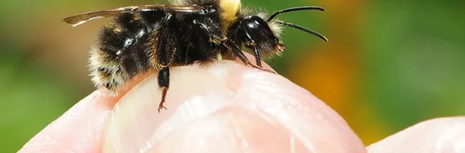 Western bumble bee, Bombus occidentalis. (Photo by Kathy Keatley Garvey)