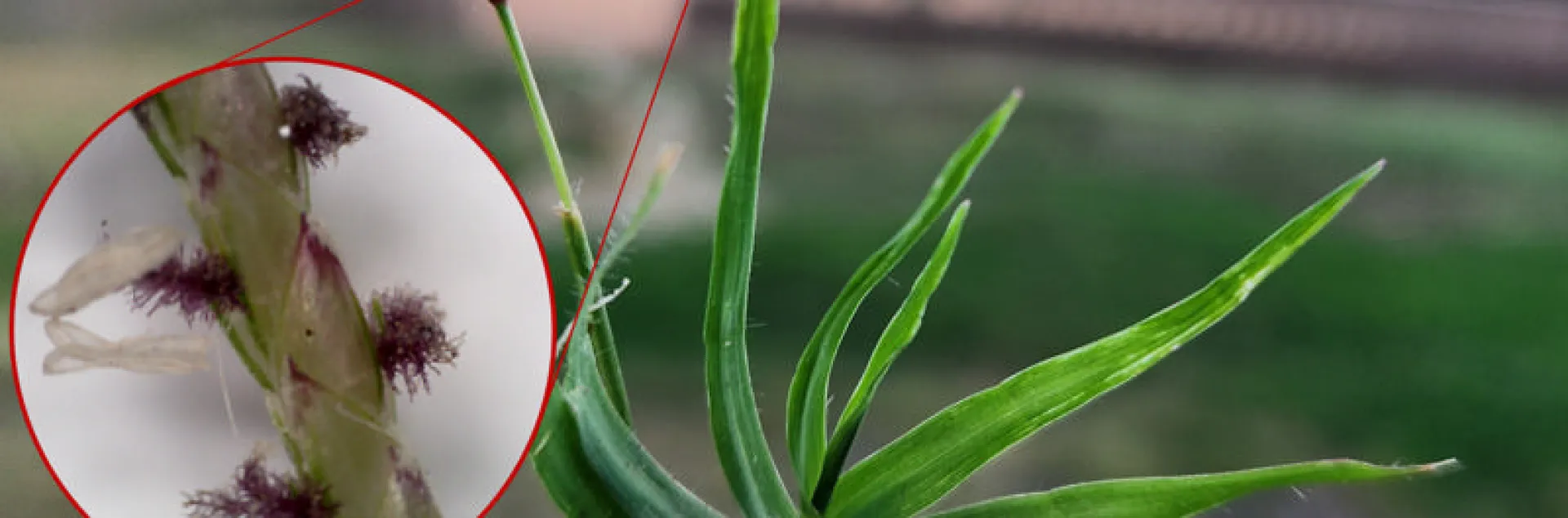 Close-up ohoto of Bermuda Grass