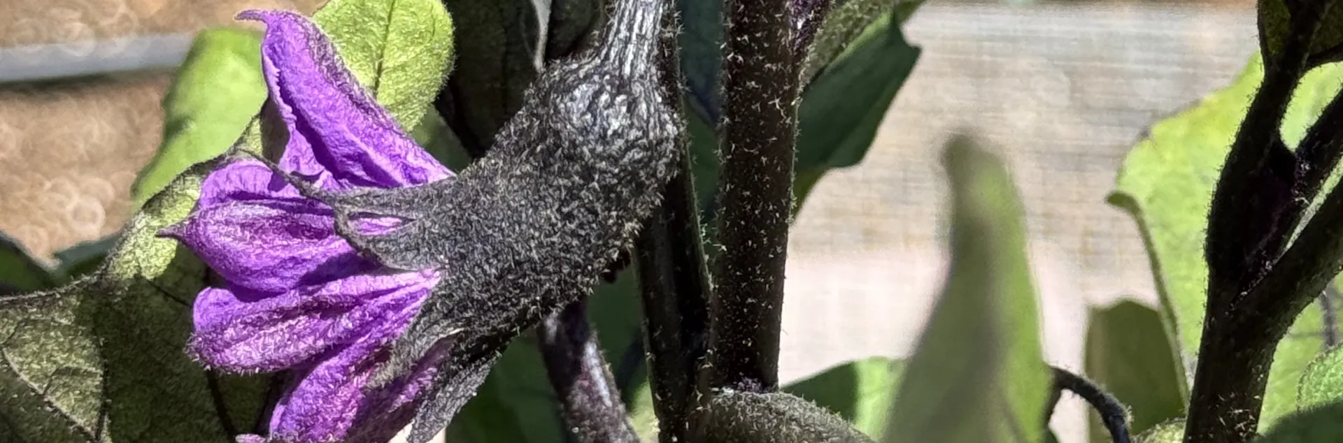 Purple blossom on an eggplant