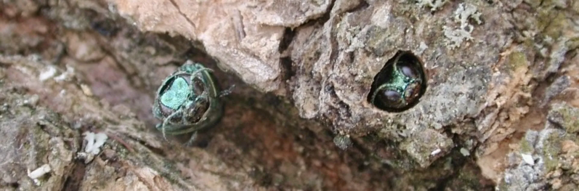Emerald Ash Borer adults emerging from a tree.