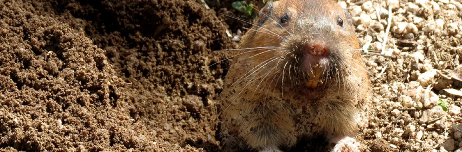 Gopher poking its head out of the mound of its tunnel entrance