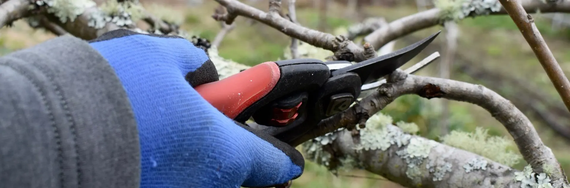 hand pruning a branch with pruners