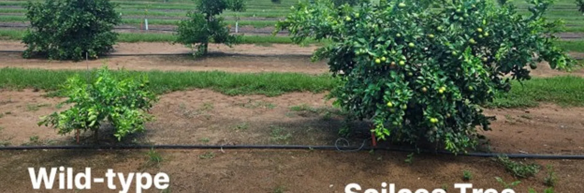 HLB tolerant rootstock