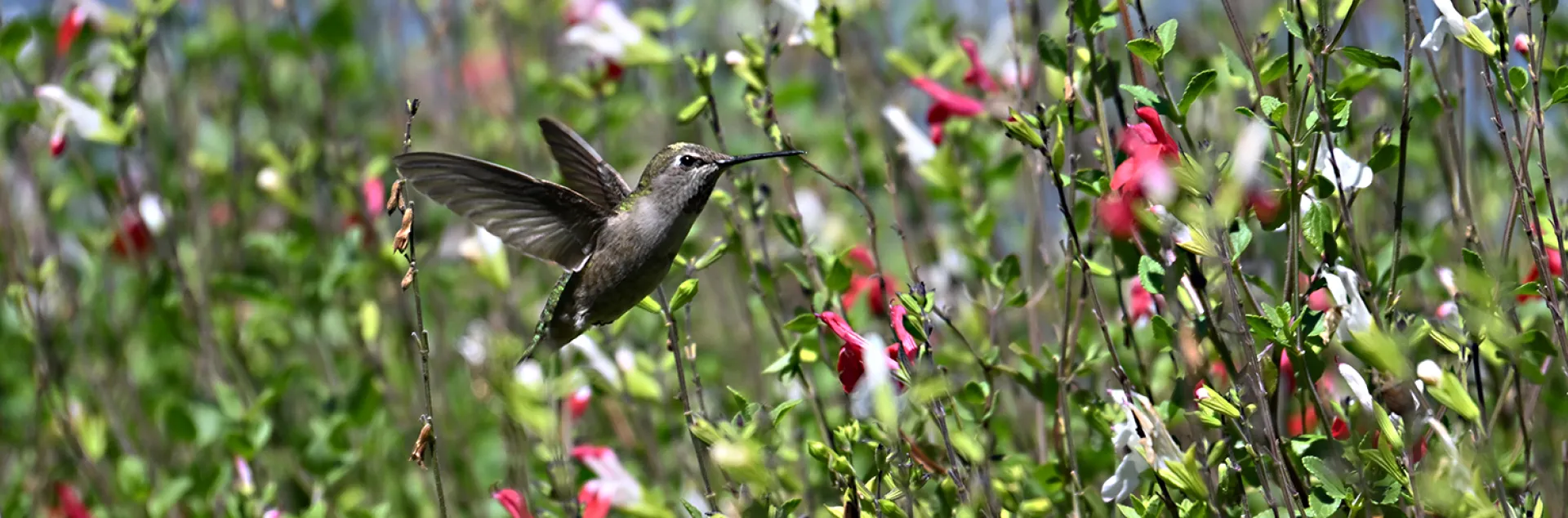 Hummingbird nectaring on flowers in the UC Davis Bee Haven.