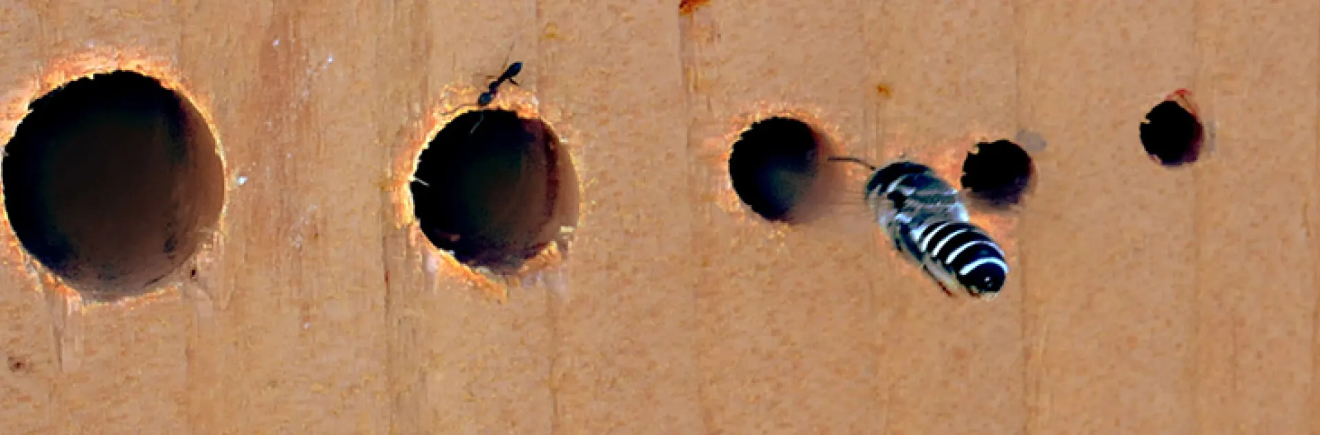 Leafcutter bee heading home to her nest.