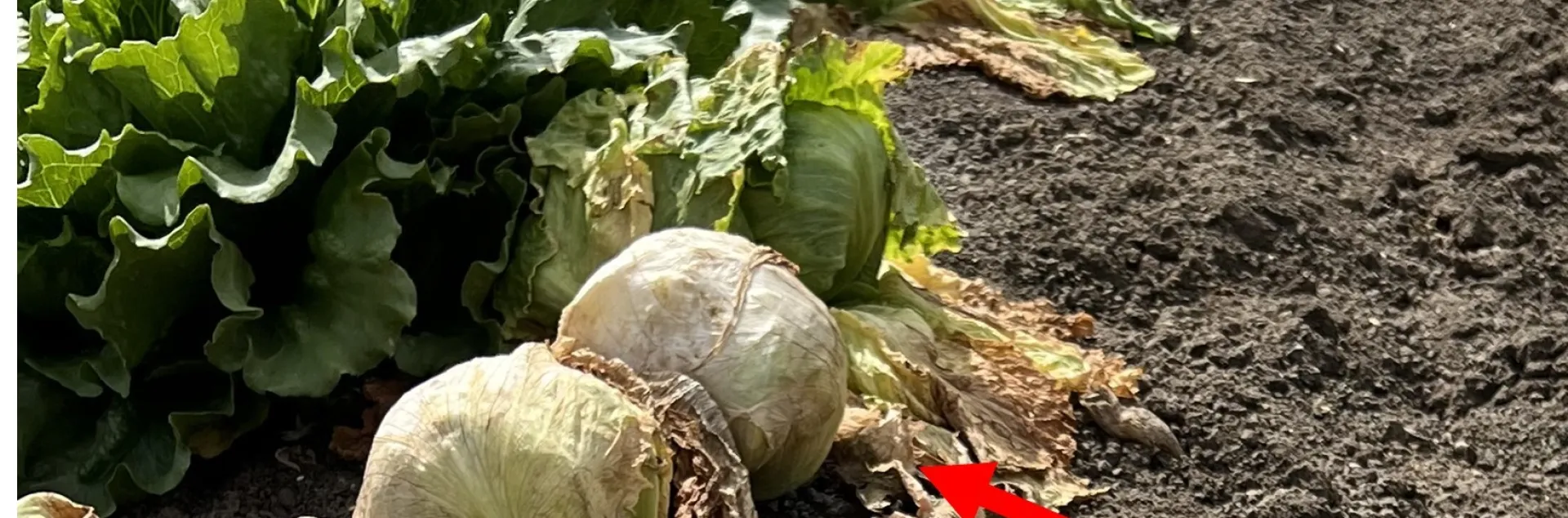 lettuce Vert.jpg