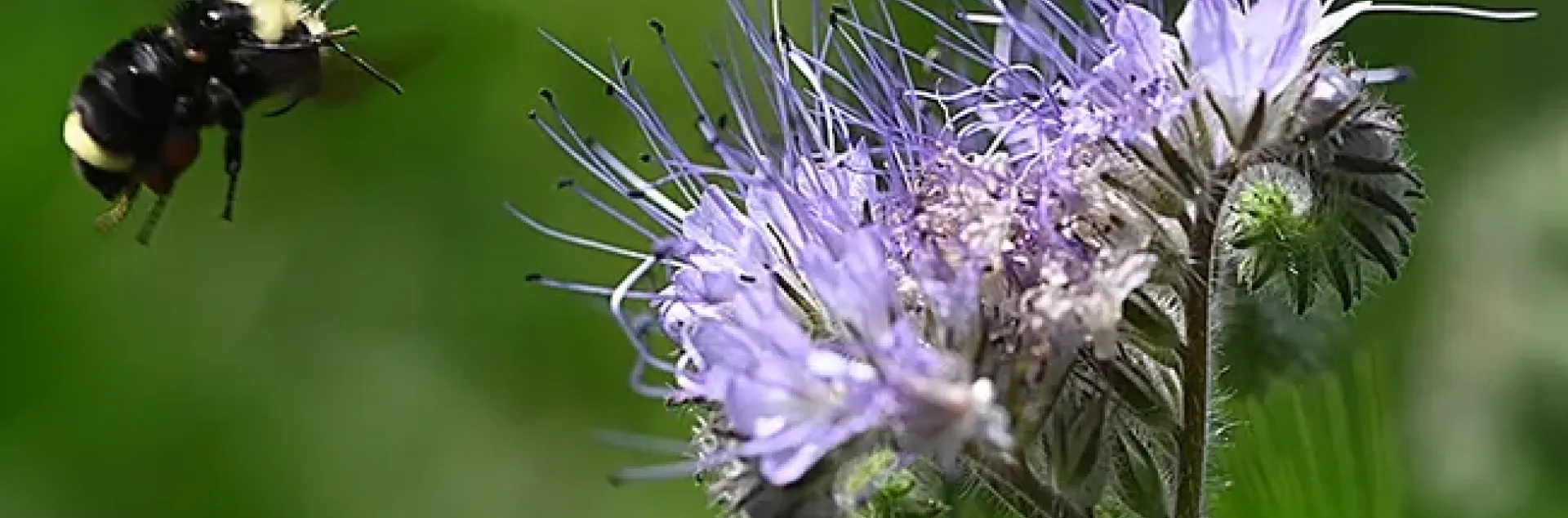 Yellow-faced bumble bee, Bombus vosnesenskii, heading for phacelia.