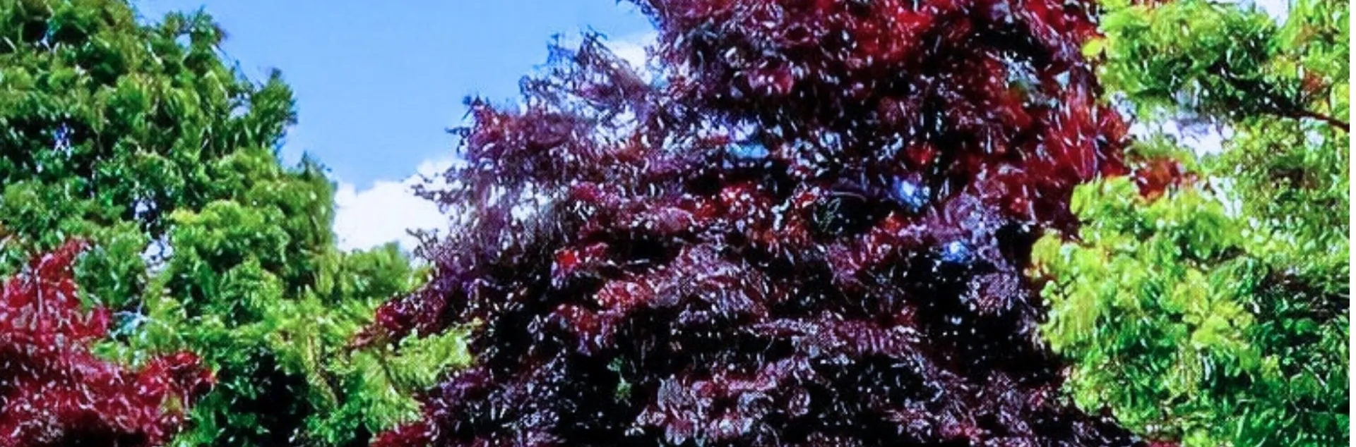 Branching Out with Landscape Trees 