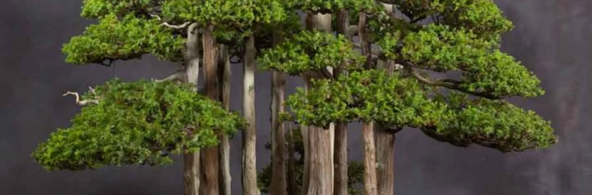 Multiple bonsai trees arrange such that they look like a mini forest.