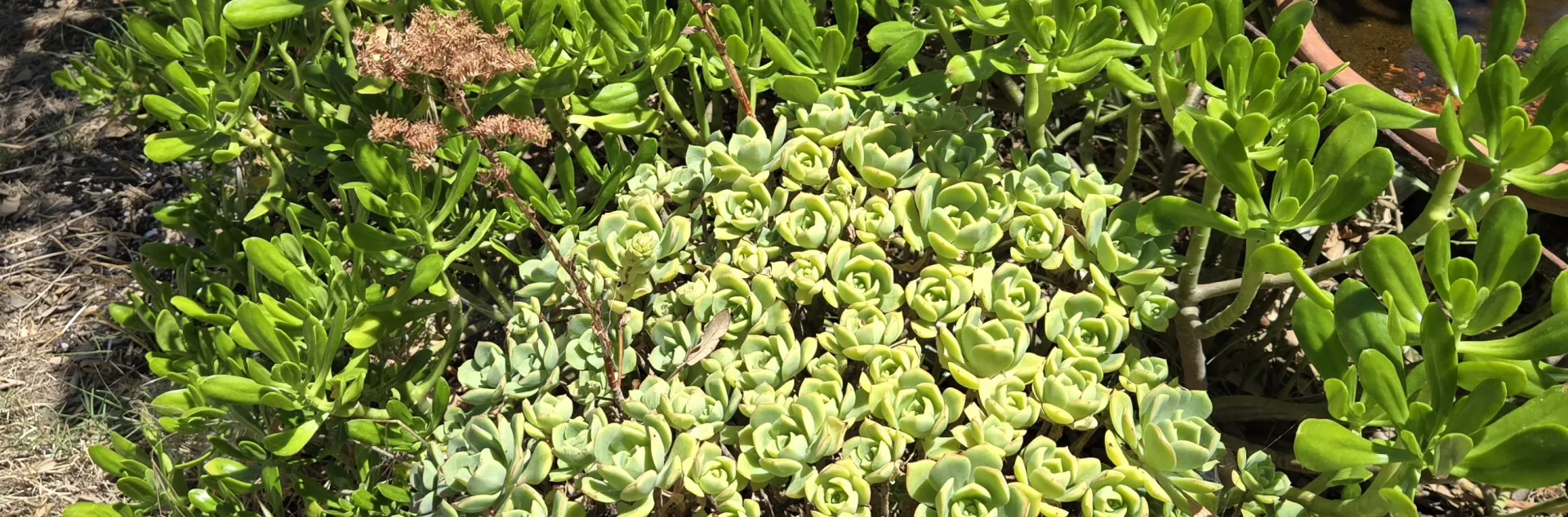 A group of green fire resistant succulents and Bulbine