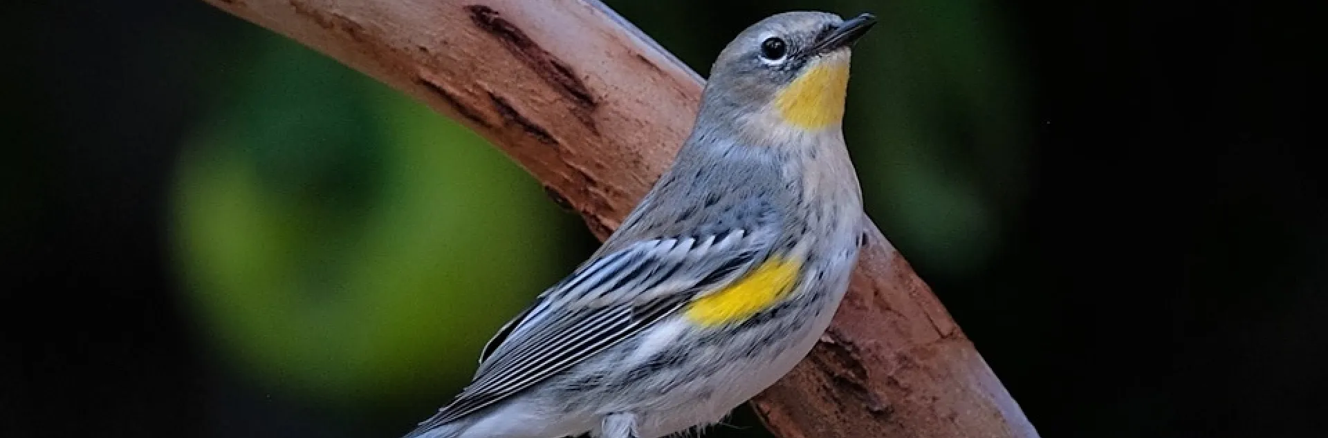Yellow-rumped Warbler on bird bath. Karen White