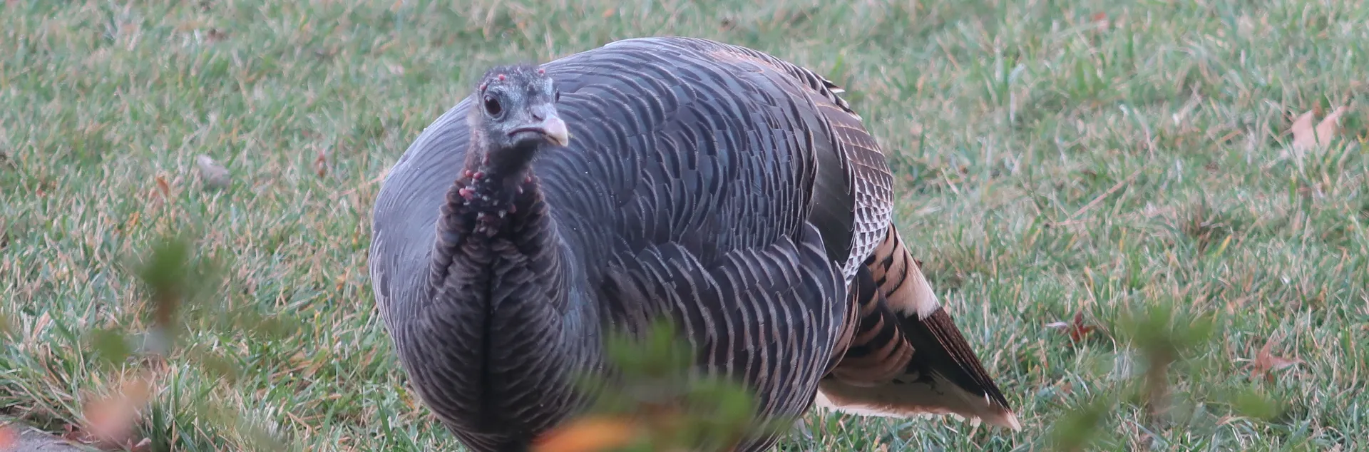 A brazen wild turkey female on a north Chico lawn. J.H. Connell