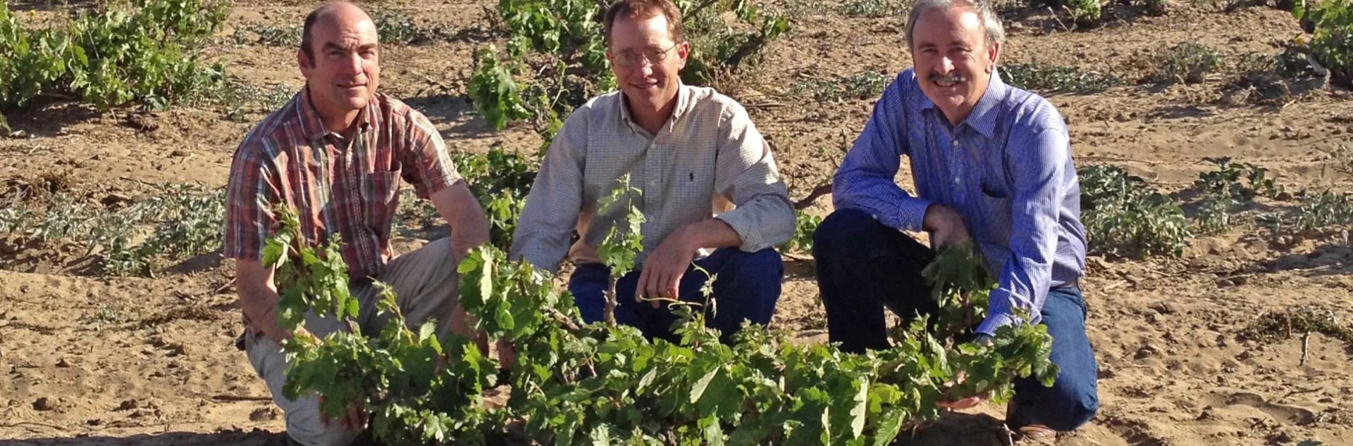 From left, Matthew Fidelibus, Mark Battany and Larry Bettiga crouch to examine old vine Zinfandel vine in the Cucamonga Valley