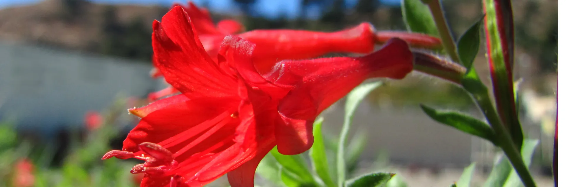 Vibrant red blossom on a California fuschia plant