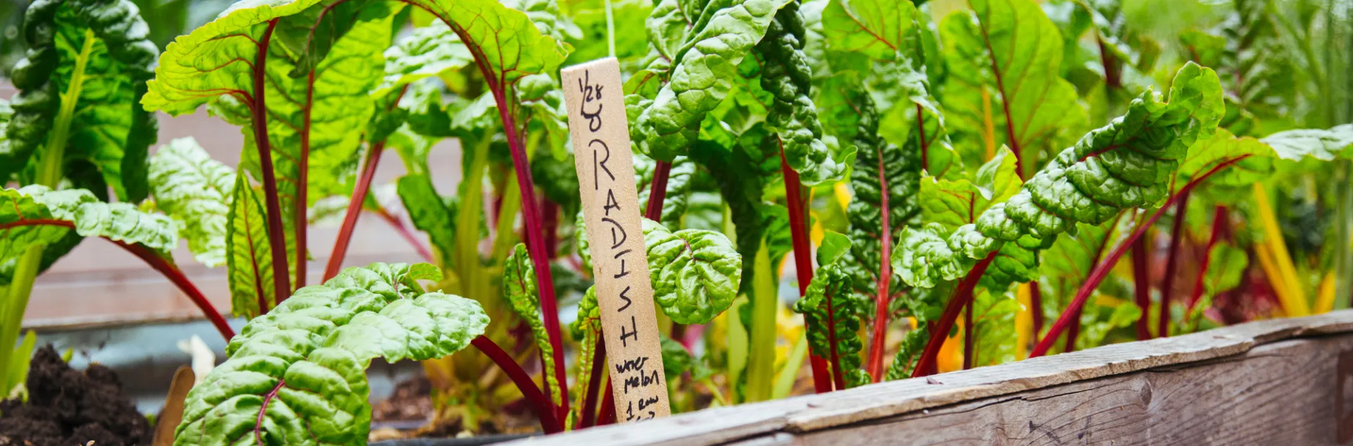 A wooden raised garden bed filled with lush rainbow chard plants.