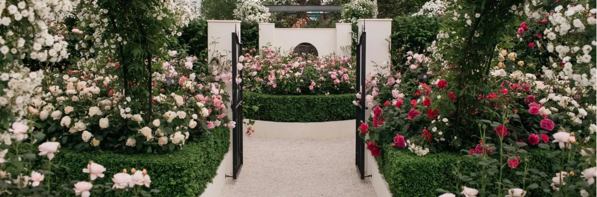 Rose show display