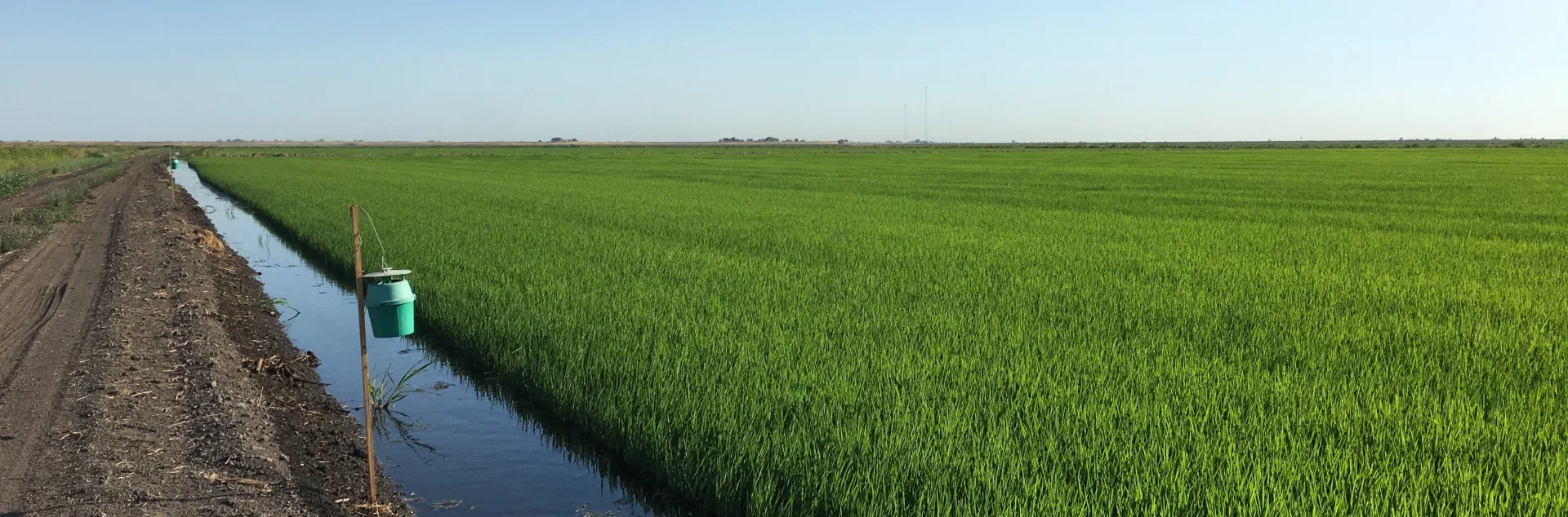 Rice field with a bucket trap for insect monitoring on a stake at the side of the field.