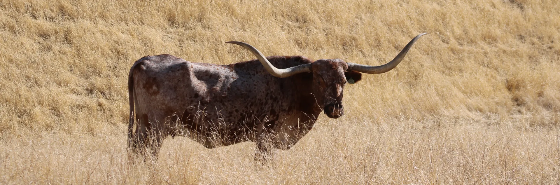 A cow with long horns stands in a dry field